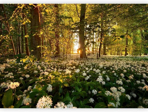 Miniatura 20 de artgeist Mural de pared premium Bosque púrpura, 79 x 55 pulgadas, papel tapiz no tejido, decoración de pared de vellón, impresión fotográfica