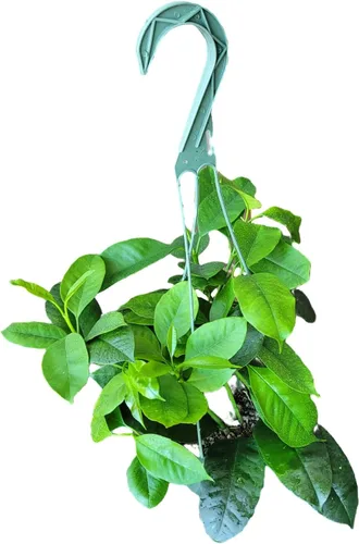 Miniatura 3 de Hoya Shooting Star - Hoya Multiflora - Plantas de interior vivas de Hoya Plants - Impresionantes flores en forma de estrella fugaz - vid tropical