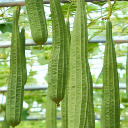 Miniatura 2 de Más de 35 semillas de calabaza Luffa para plantar, semillas de vegetales tradicionales sin OMG para jardín y hogar, ideal para esponjas o vegetales