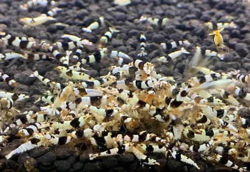Jungleaquashrimp Camarón negro cristalino grado CRS S-SS Camarón vivo de agua dulce - '1/4 a 1/2 pulgada de largo' (10 camarones (+1))