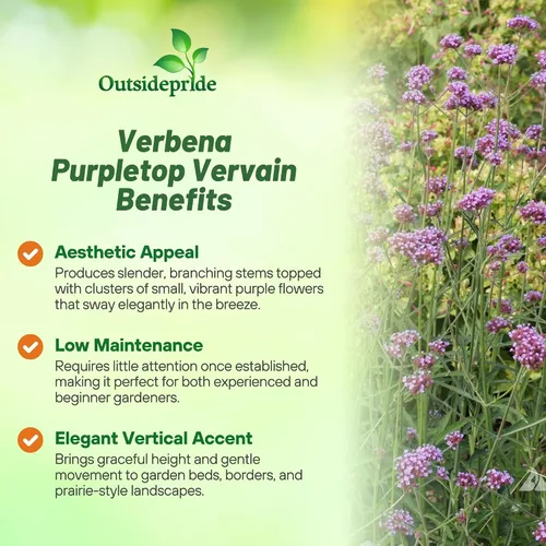 Miniatura 3 de Outsidepride Purpletop - Semillas de Verbena para Plantar - 10000 Piezas. Anual, Tolerante a la Sequía y Fácil de Cultivar, Cobertura de Suelo