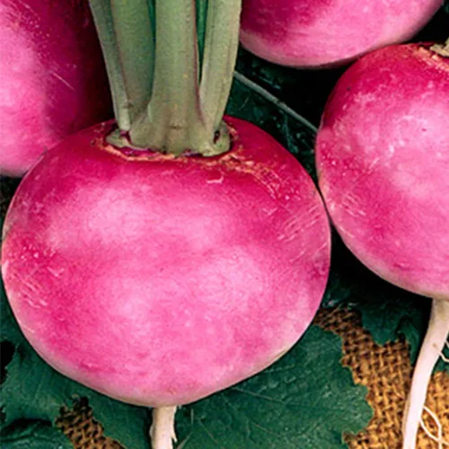 Semillas de rábano Organic Pink Beauty – 1 onza ~ 2,675 semillas – Orgánicas, reliquia, polinización abierta, sin OMG, jardinería agrícola y vegetal