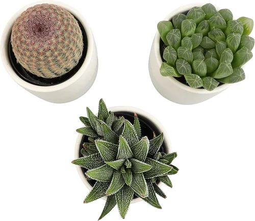 Miniatura 10 de Plants for Pets - Plantas vivas de poca luz en macetas de cerámica para suculentas (paquete de 3), planta suculenta Gasteria y plantas de cactus