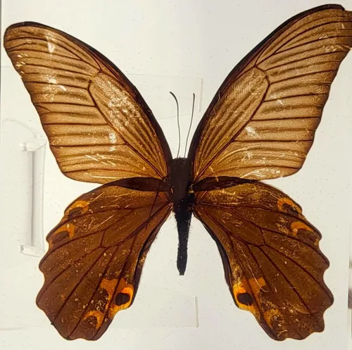 Miniatura 24 de Mariposa Bluebottle real de 2.9 pulgadas en resina de Lucite transparente, grafio, sarpedón, colección de manualidades para biología, ciencias
