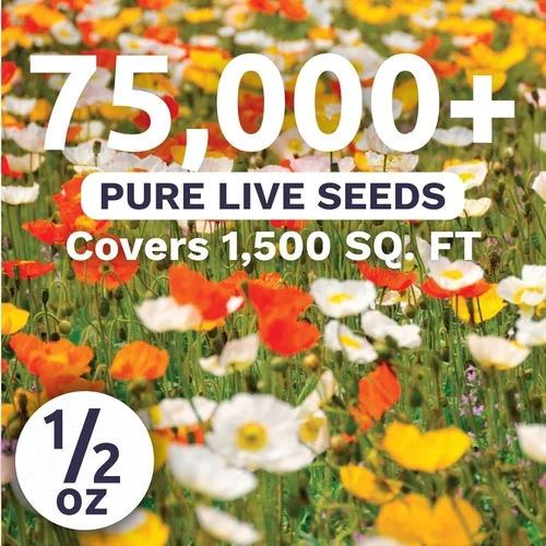 Miniatura 2 de Amapola - Islandia - Paquete grande de 1/2 onza - 75,000 semillas de flores para plantar - Papaver nudicaule