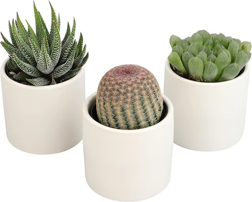 Miniatura 14 de Plants for Pets - Plantas vivas de poca luz en macetas de cerámica para suculentas (paquete de 3), planta suculenta Gasteria y plantas de cactus