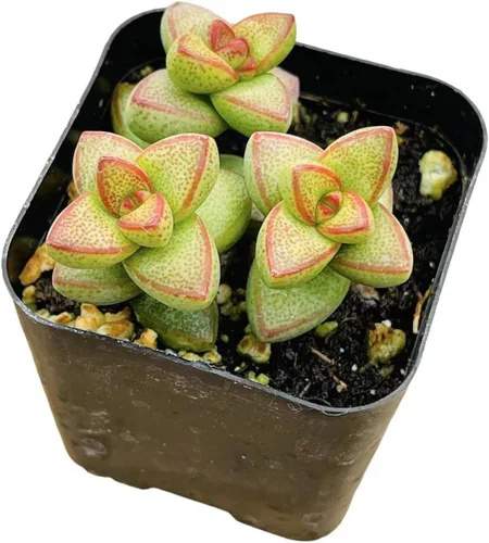 Miniatura 25 de Plantas de Cactus Suculentas Vivas (Maceta de 5 cm Echeveria Minima)