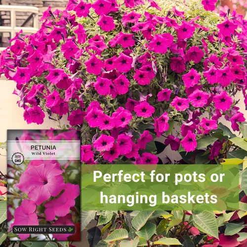 Miniatura 5 de Sow Right Seeds - Semilla de flor violeta silvestre Petunia para plantar - Hermosas flores para plantar en el jardín de tu hogar - Semillas
