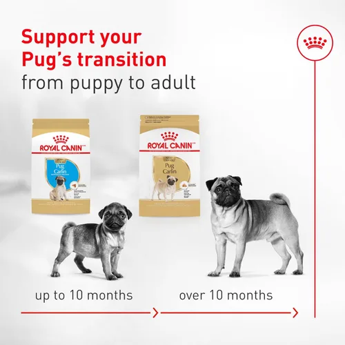 Miniatura 8 de Royal Canin Pug - Alimento seco específico para perros de raza adulta, bolsa de 10 libras