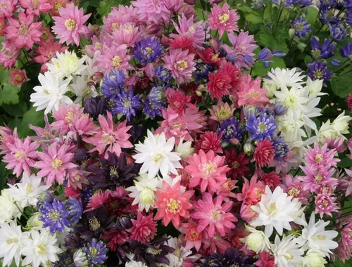 Miniatura 4 de Semillas Columbine Double Mix Aquilegia Flores perennes para plantar