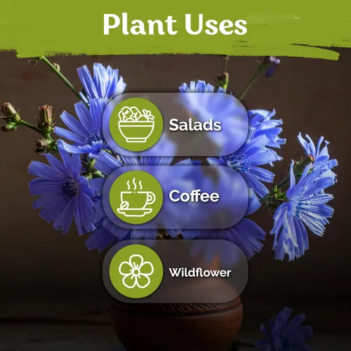 Miniatura 6 de KVITER 550 semillas de achicoria para plantar (Cichorium intybus) - Paquetes de semillas de achicoria azul - Semillas de flores silvestres