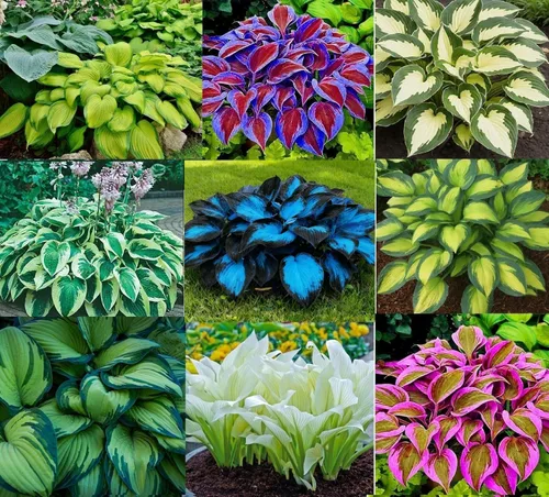 6 plantas Hosta de colores mixtos para cultivar, elección de cultivadores, fácil de cultivar raíz de Hosta (6 raíces de hosta)