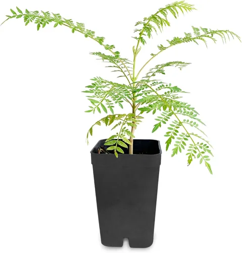 Mini árbol de jacaranda, árbol bonsái de 3 a 4 pulgadas de alto en maceta de 2 pulgadas, árboles vivos, zonas de resistencia al aire libre 9-11,