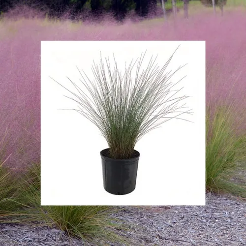 Miniatura 8 de American Plant Exchange Planta de hierba Muhly rosa – Maceta de 6 pulgadas – Hierba ornamental viva con elegantes plumas de floración, impresionante