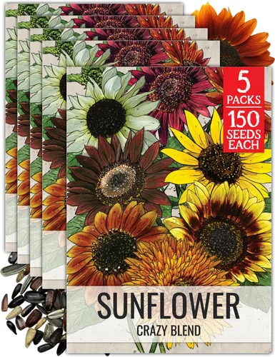 Miniatura 41 de Seed Needs Semillas de girasol para plantar girasoles de manchas solares enanas, semillas de flores de corte anual de polinización abierta