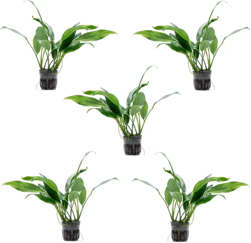Miniatura 71 de SubstrateSource Plantas vivas – Anubias Hastifolia (Anubias hastifolia) – Luz baja a moderada, hojas en forma de flecha de color verde medio a