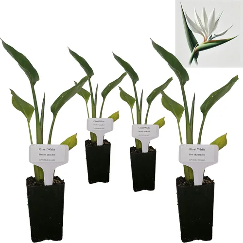 Miniatura 24 de Hoja de laurel mediterránea, planta viva de laurel de laurel. Variedad estándar - Laurus Nobilis. Planta viva. Fragante, fresca, comestible. Lo
