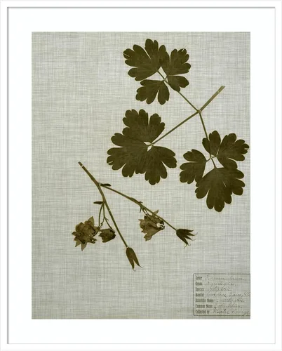 Miniatura 8 de Amanti Art Vision Studio - Lienzo decorativo para pared, 36 x 30 pulgadas, hojas prensadas en lino I por Vision Studio, arte de pared de naturaleza