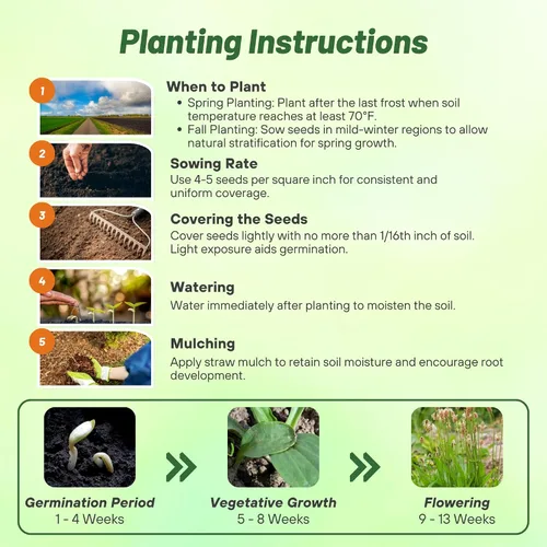 Miniatura 4 de Outsidepride Semillas de plátano inglés para plantar: 5,000 piezas de semillas de hierbas perennes, fáciles de cultivar para usos culinarios
