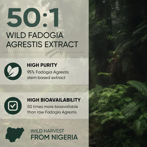 Miniatura 4 de Jungle Powders Fadogia Agrestis Extracto para hombres Concentración 50:1 313 porciones – 5 onzas de suplemento de Fadogia nigeriano puro suplemento