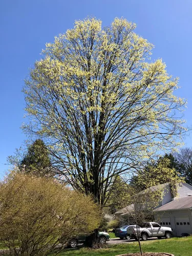 Miniatura 8 de Árbol de Arce Azúcar del Norte Semillas Premium Acer Saccharum 'Fall' Plants' (Premium Seeds, 50)