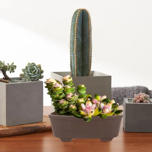 Miniatura 6 de VILLCASE Maceta de jardín, cactus y terracota, maceta ovalada de arcilla para suculentas con orificio de drenaje, cuenco de bonsái poco profundo