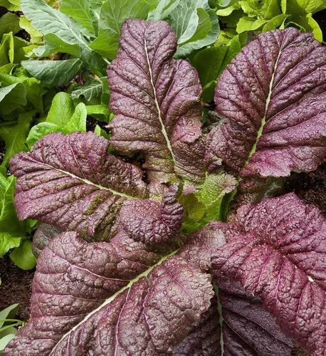 TomorrowSeeds - Japanese Giant Red Mustard Green Seeds - 18,000+ Count - for 2026 Planting Non-GMO Heirloom Purple Garden Vegetable Collards Green