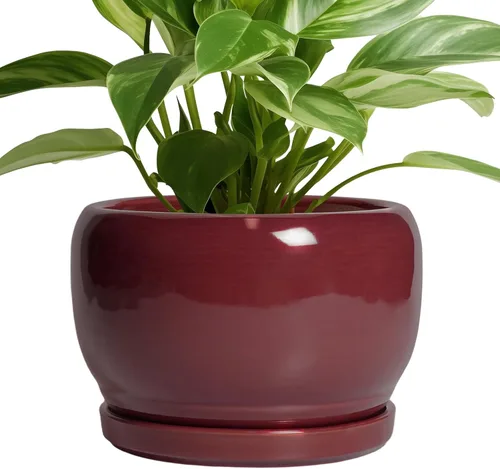 Miniatura 11 de SQOWL Macetas de cerámica – Maceta de 6 pulgadas con orificio de drenaje y bandeja, maceta redonda para plantas de interior, maceta decorativa