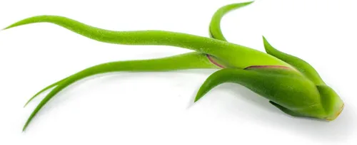 Miniatura 11 de Tillandsia Plantas de aire vivas de interior (paquete de 100), plantas de aire, recuerdos de fiesta a granel o recuerdos de boda, plantas vivas