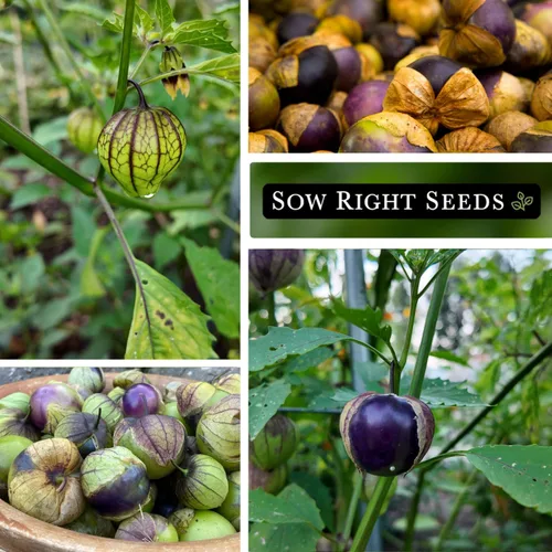 Miniatura 4 de Sow Right Seeds - Semillas de tomatillo morado para plantar - Paquete de reliquia sin OMG con instrucciones para plantar un huerto en el hogar al