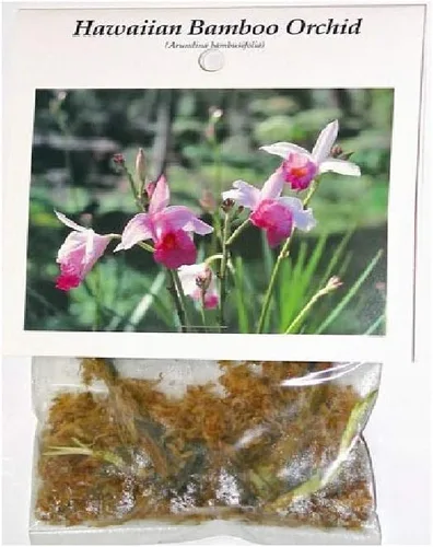 Miniatura 2 de Planta de orquídea tropical hawaiana de bambú, 2 bulbos enraizados (paquete de 5) Grow Hawaii