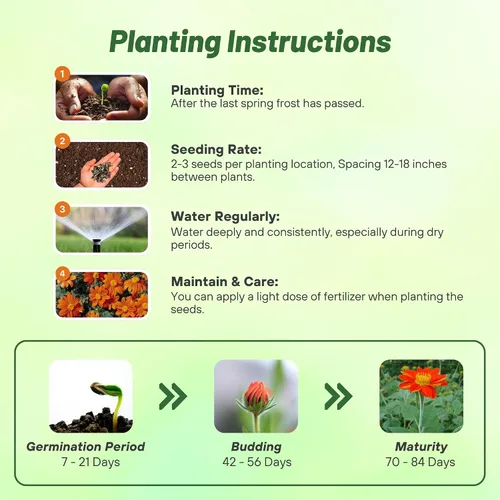 Miniatura 4 de Outsidepride Goldfinger - Semillas de girasol mexicano – 1000 piezas anuales, fáciles de cultivar, semillas de flor naranja Tithonia Speciosa