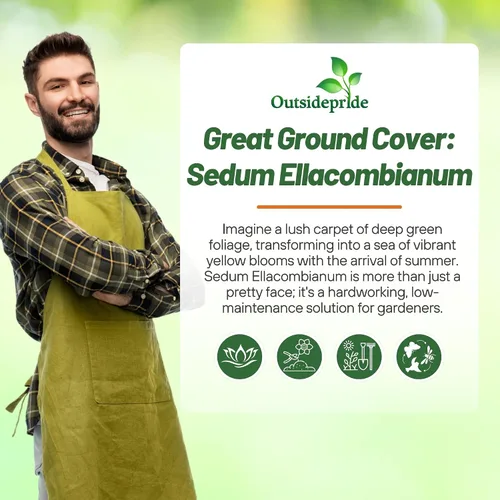 Miniatura 5 de Outsidepride Ellacombianum Sedum Seeds - 1000 semillas perennes de cobertura del suelo para plantar, plantas suculentas resistentes al frío