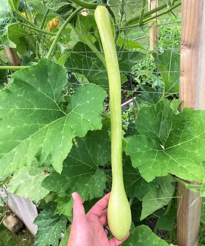 Miniatura 5 de TomorrowSeeds - Semillas de calabaza Tromboncino - Más de 30 unidades - para plantar 2026 Zuchetta Rampicante Trombetta Tromboncino Calabacín