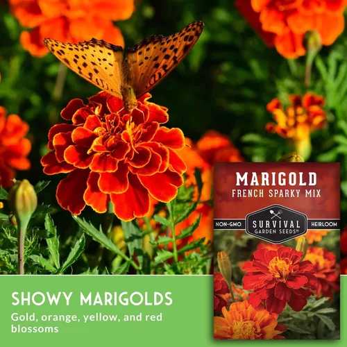 Miniatura 5 de Semillas de caléndula chispeante francesa para plantar, planta y cultiva flores de pátula roja y naranja en tu huerto casero, reliquia sin OMG