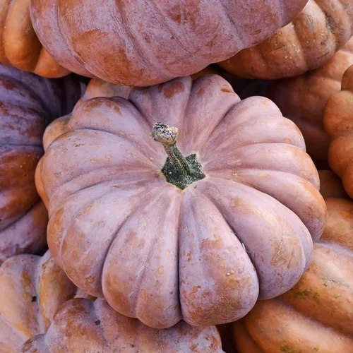 Miniatura 6 de Eden Brothers Semillas de calabaza – Semillas gigantes sin OMG del Atlántico para plantar, paquete Semillas vegetales de alto rendimiento y rápido