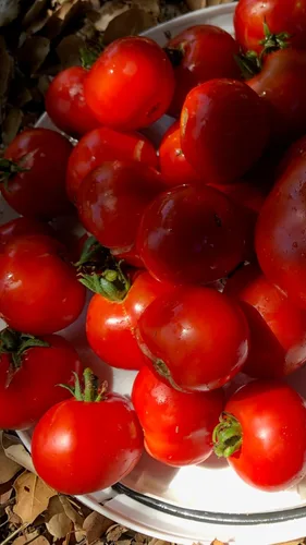 Miniatura 4 de Plant Good Seed Semillas de tomate orgánicas Sasha's Altai – Paquete de 50, semillas tradicionales para plantar verduras – Suministros