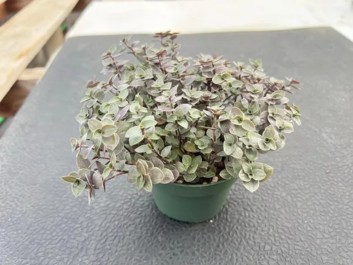Miniatura 3 de Sprout N Green Vid de tortuga, suculenta viva Callisia Repens Sedum totalmente enraizada en maceta de 4 pulgadas, planta de casa, oficina, boda