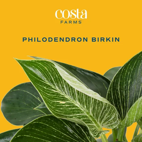 Miniatura 3 de Costa Farms - Philodendron birkin, planta de interior viva, 14 pulgadas de alto, maceta decorativa blanca, colección Trending Tropicals