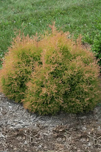 Miniatura 2 de Planta viva de Green Promise Farms - Thuja occidentalis, Fire Chief Globe Arborvitae #2 Contenedor de tamaño de galón Evergreen