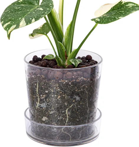 Miniatura 10 de Phoenix Vine Maceta de acrílico transparente de 3.5 pulgadas con bandeja, maceta de orquídeas con agujeros de drenaje, platillo profundo para riego