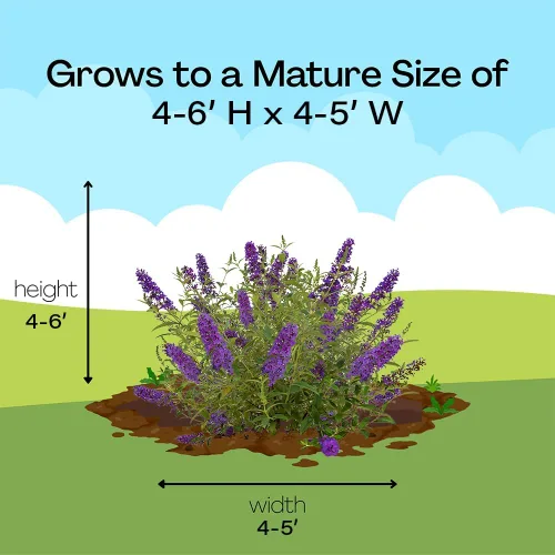 Miniatura 10 de Arbusto de cielo psicodélico Buddleia de 2 galones