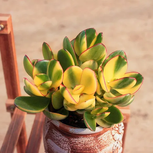 Miniatura 4 de Sprout N Green Golden Jade - Crassula Ovata 'Hummel Sunset', rara planta suculenta linda totalmente enraizada en maceta de 2 pulgadas con tierra