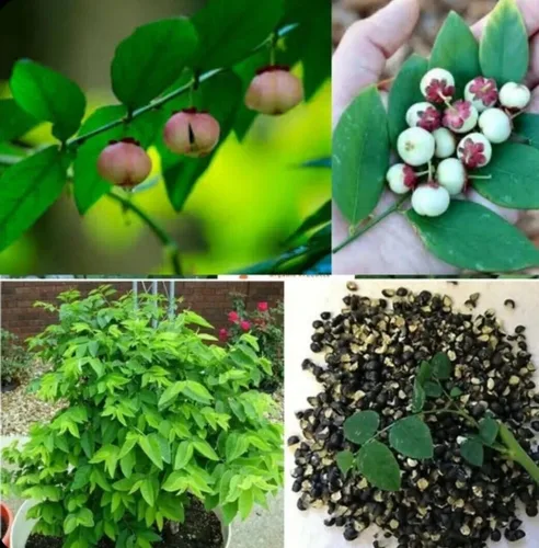 Más de 300 semillas de hojas de grosella espinosa estrella, Rau bồ ngót, Sauropus Androgynus, Katuk, Sweet Leaf por Mai's Family