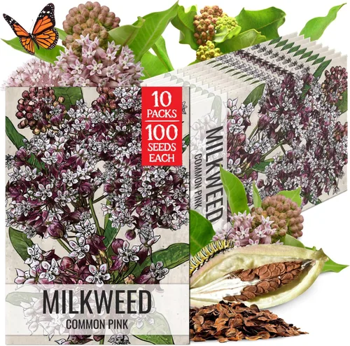 Miniatura 31 de Seed Needs Semillas de algodoncillo naranja para plantar malezas de mariposa, semillas de flores perennes sin tratar para cultivar un jardín