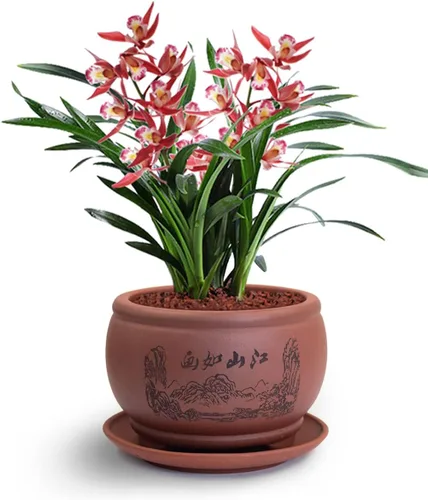 Miniatura 11 de Dahlia - Macetero de barro (zisha) para suculenta con plato para drenaje