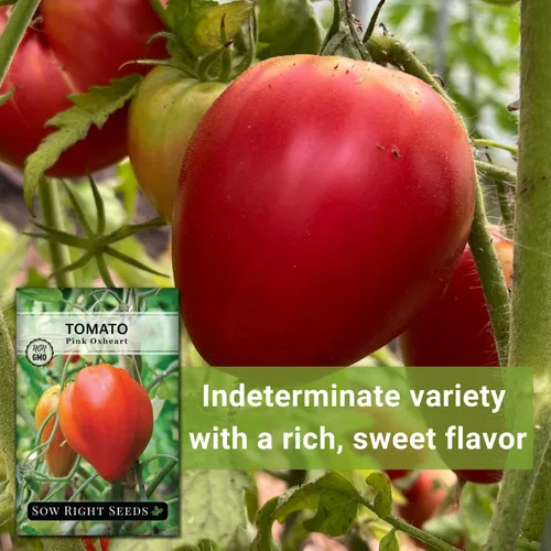 Miniatura 5 de Sow Right Seeds - Semilla de tomate rosa Oxheart para plantar - Paquete de reliquia sin OMG con instrucciones para plantar un huerto casero