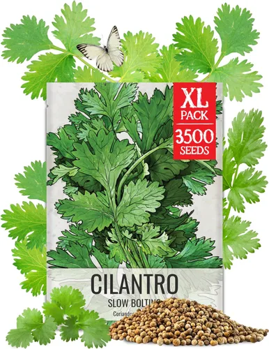 Miniatura 9 de Seed Needs Semillas de albahaca para plantar hierbas de albahaca tailandesa, reliquia sin OMG y sin tratar, cultiva un jardín de hierbas culinarias