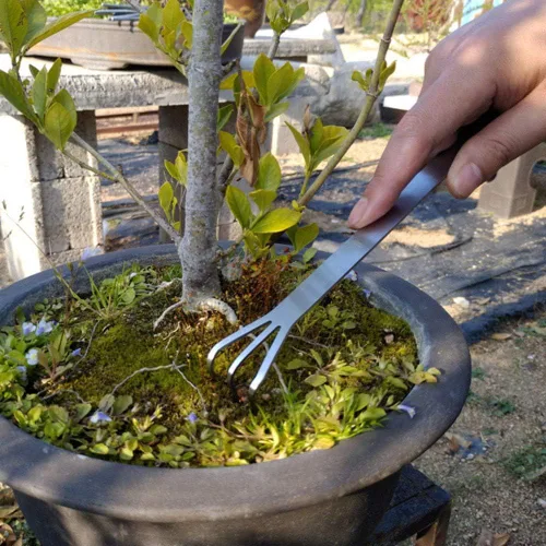 Miniatura 6 de Rastrillo para bonsái de acero inoxidable con espátula, mini estante de jardinería, cultivador de 3 puntas, herramientas para árbol bonsái