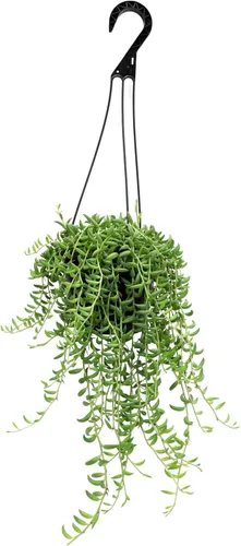 Miniatura 12 de Plants for Pets - Sedum Burrito de 6", plantas suculentas cola de burro, plantas suculentas Sedum vivas, plantas suculentas para el hogar, plantas